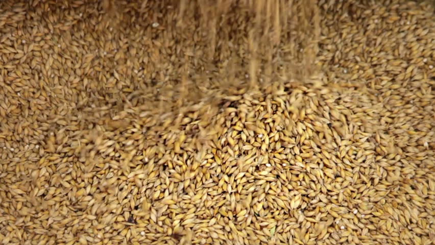 Falling barley grain