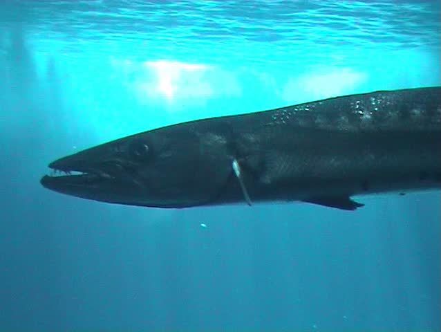 Barracudas hunting in ocean