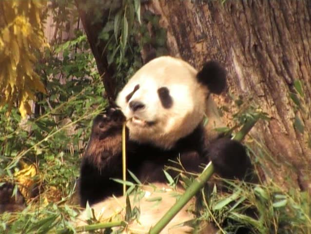 giant Panda eating bamboo