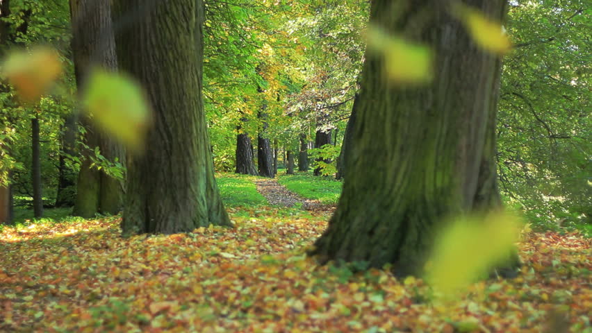 Footpath in the park