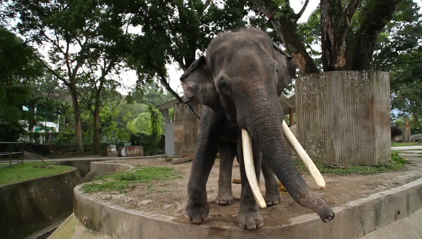 Asian Elephant 