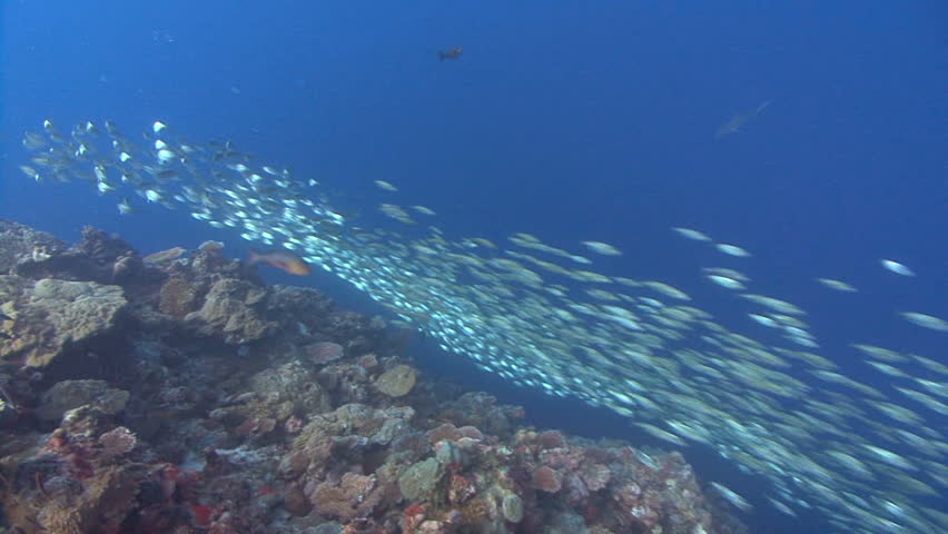 Huge school of silver fish move in unison