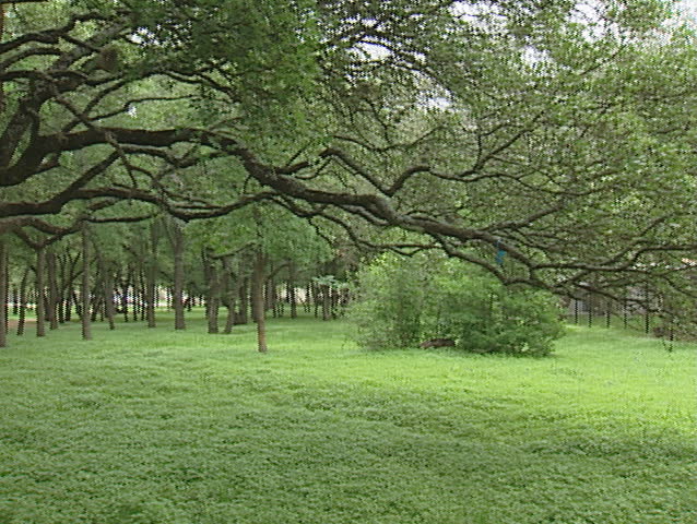 Park with large oak trees and jogging trail