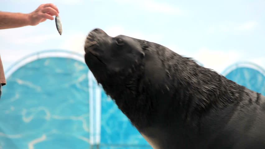 sea lion eats fish from the hands of the instructor