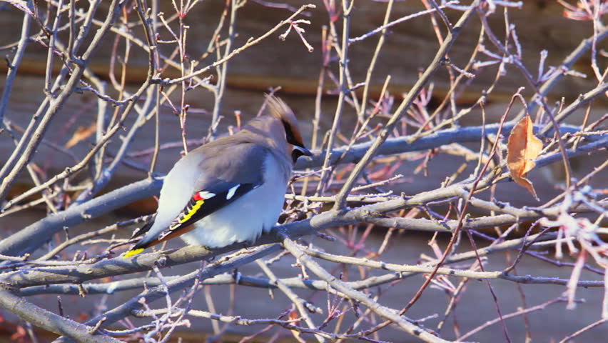 Bohemian waxwing (Bombycilla garrulus) - songbird passerine sitting on the tree branch