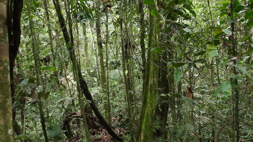 Walking through tropical rainforest in the Ecuadorian Amazon