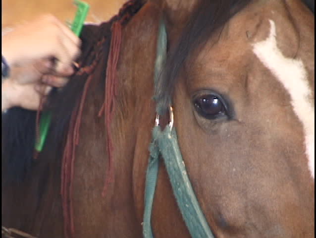 girl braids horse in stable 2