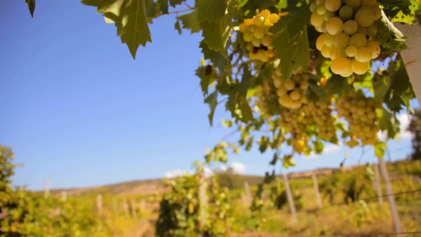 White wine grape Italy