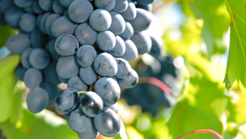 ripe grapes Moldova