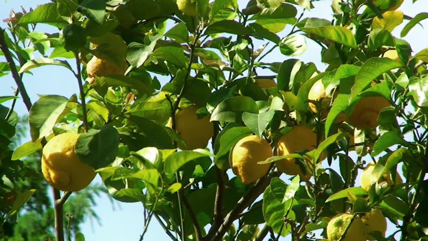 Detail close-up of a lemon tree (citrus citrus), full of yellow ripe lemons, gently shaken by the wind, in a garden, on a sunny day. Location: southern Italy.