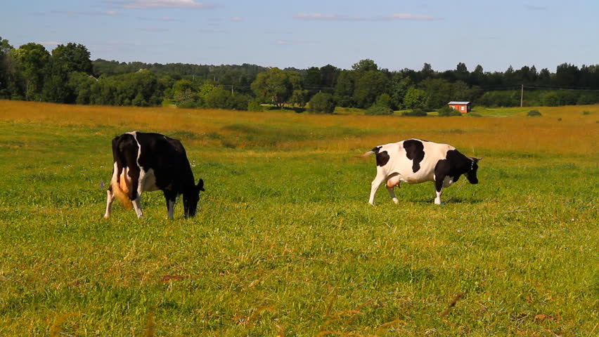 cow eats grass