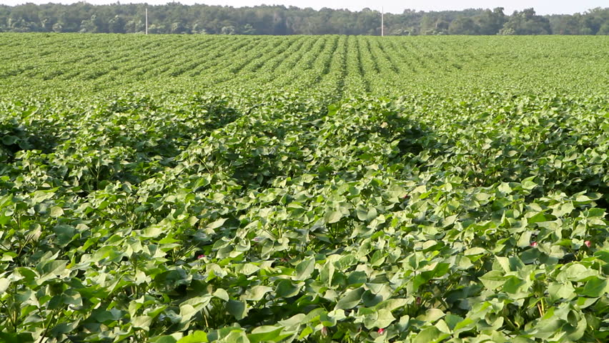 Green crop grows in an agricultural area.