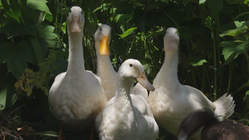 White Ducks