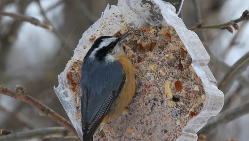 Red Breasted Nuthatch (Sitta canadensis) feeding at a bird feeder and vocalizing