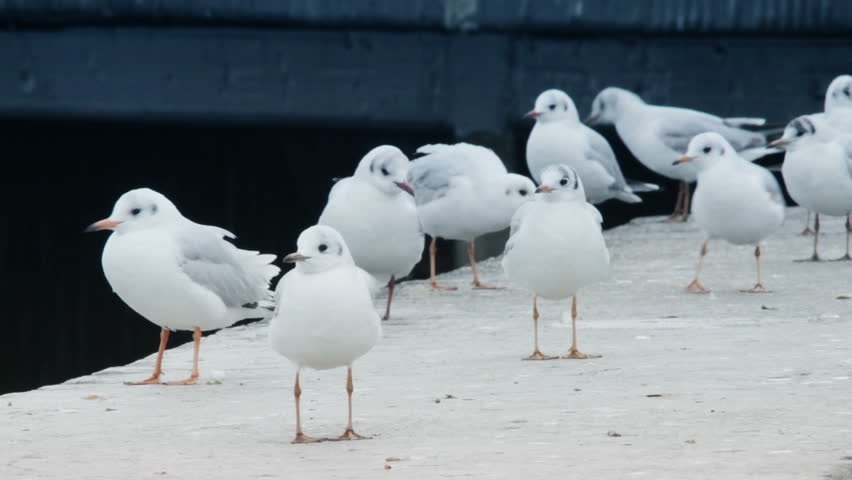 seagulls