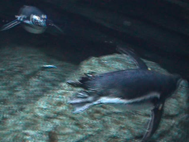 Cute penguins playing underwater