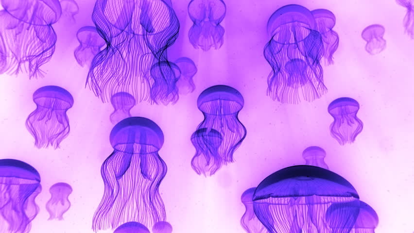 Jellyfish Ascending Towards Light Rays Purple on White - Check portfolio for variations.