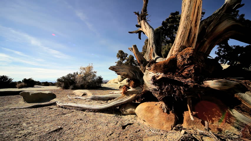 Desert scenic beauty of a skeletal tree amongst vegetation surviving in an arid environment