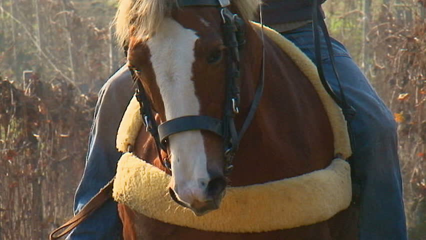 Cavallo che traina- slow motison