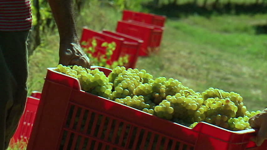 Contadini che sollevano ceste - Slow-motion