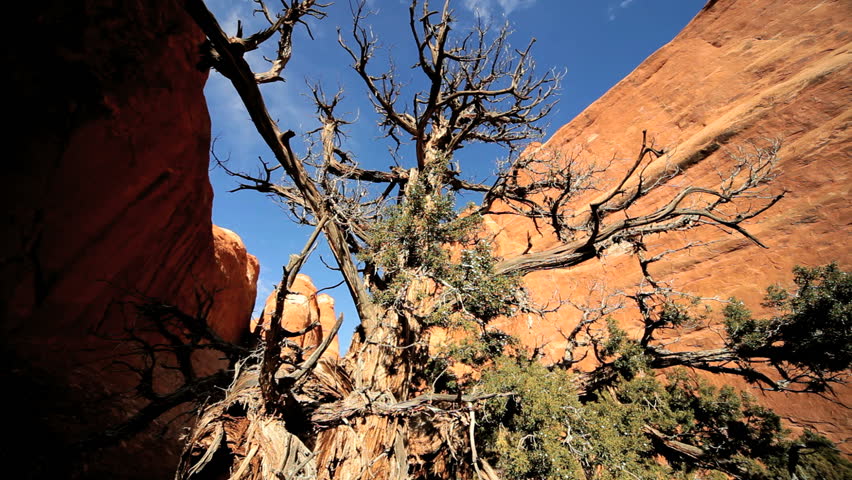 Vegetation affected by drought conditions in the arid desert of the American Southwest