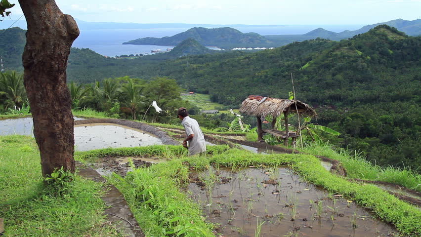 Peasant processes  rice field