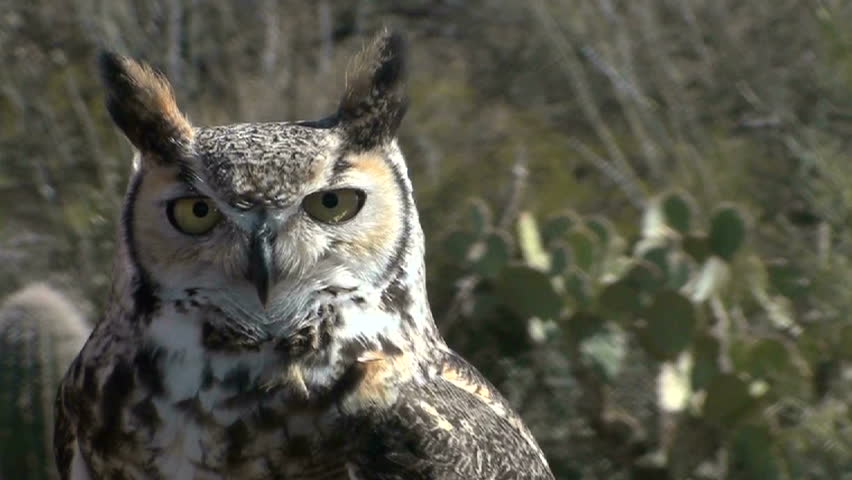 Beautiful Great Horned owl, close up, stares. 