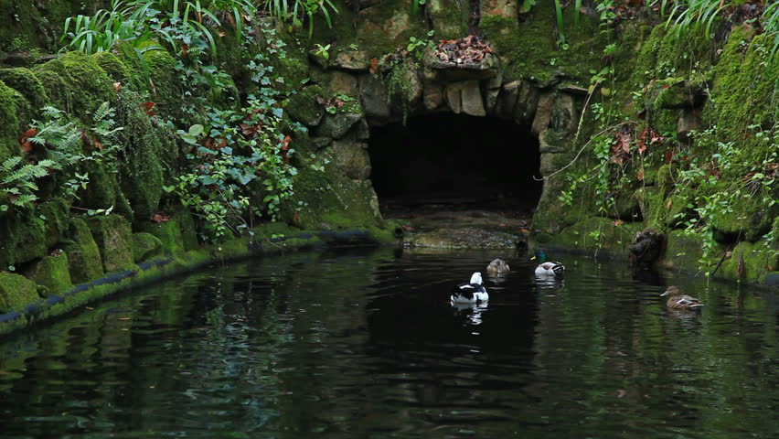 Duck family swimming and flying in the pond  