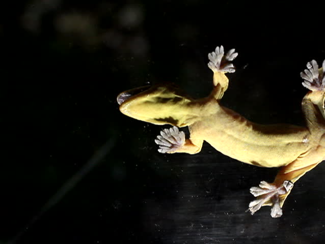Turnip tailed gecko (Thecadactylus solimoensis) climbing on glass