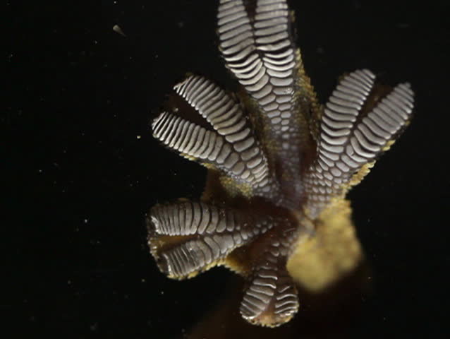 Turnip tailed gecko (Thecadactylus solimoensis) climbing on glass