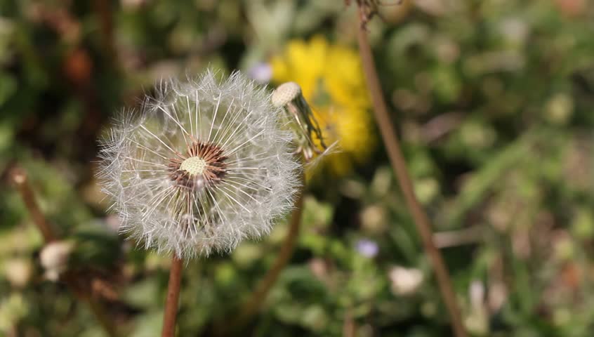 Wind blowing dandelion on sunny, breezy spring day - HD