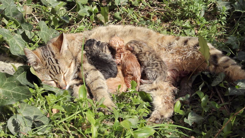10 minute old newborn kittens  
