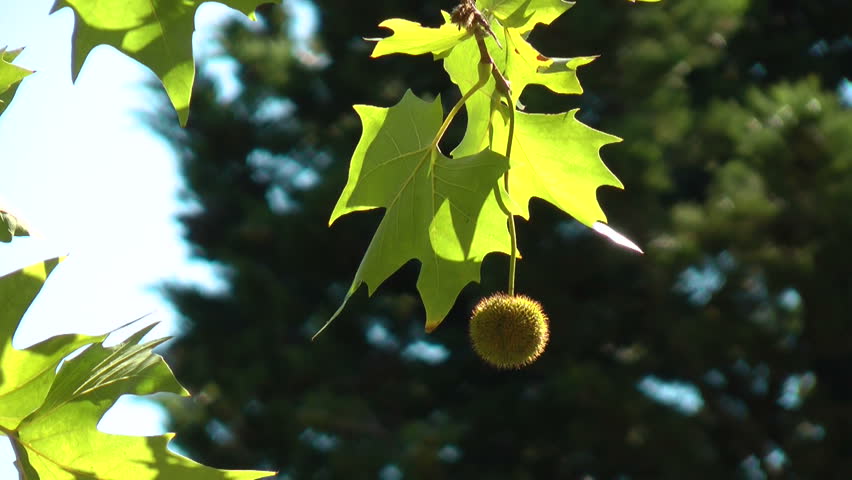 Fruit of the Crimean sycamore.