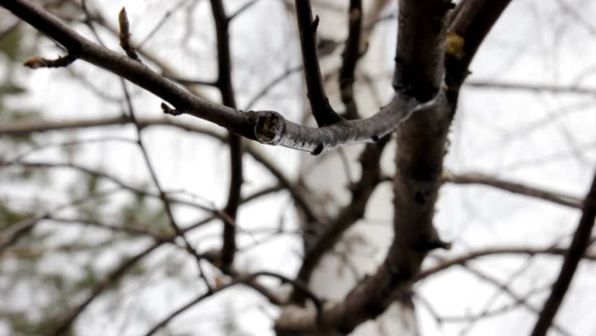 drops of birch sap are dripping from the branches