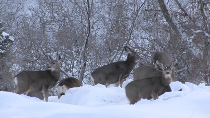 Video herd of Mule Deer central Utah during the winter. Pawing in the snow trying to eat grass under snow and ice. Standing among oak brush trees in belly high snow. Snow blizzard and blowing snow.