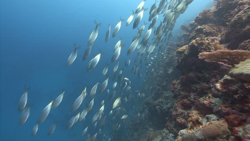 School of silver fish evade predators