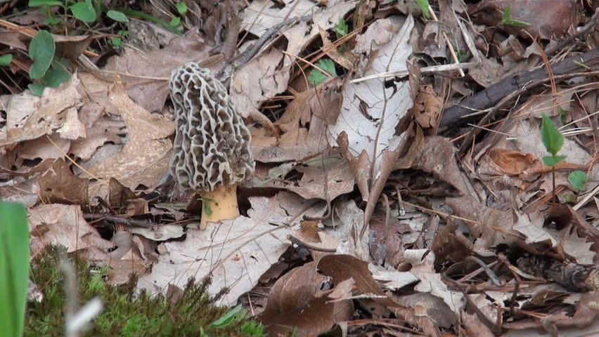 Yellow morel mushroom in the woods. These are a favorite find of spring mushroom hunters