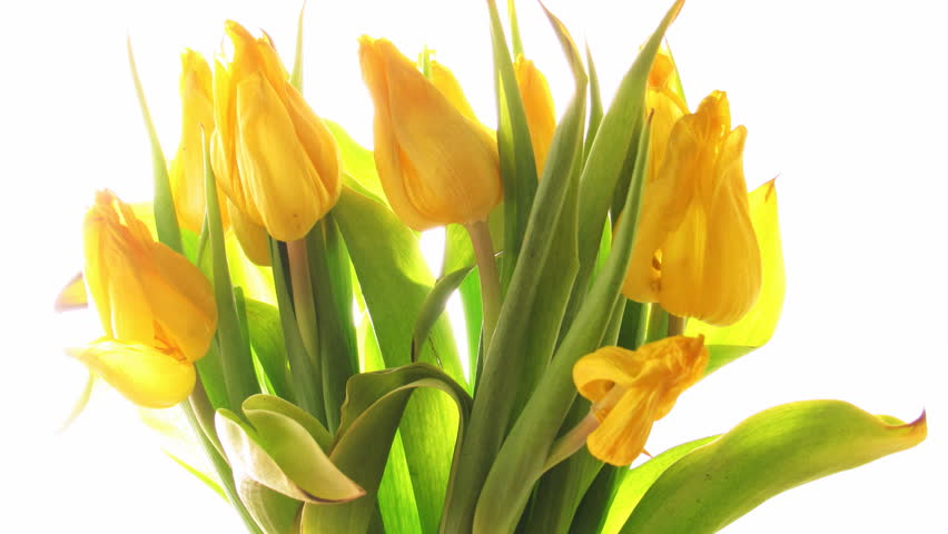 Withered yellow tulip on white with backlight  