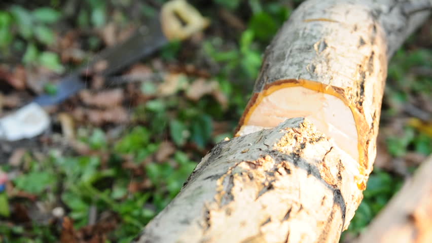Chopping Wood