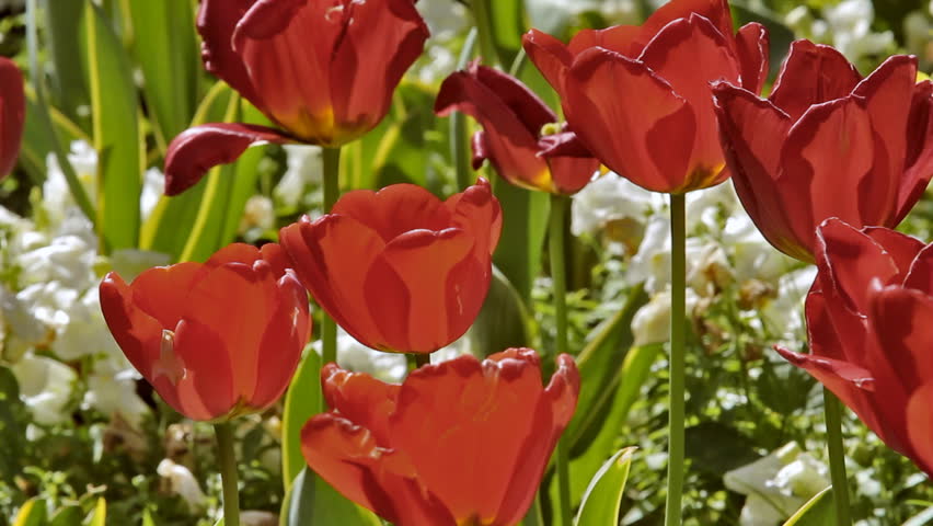 Poppies 