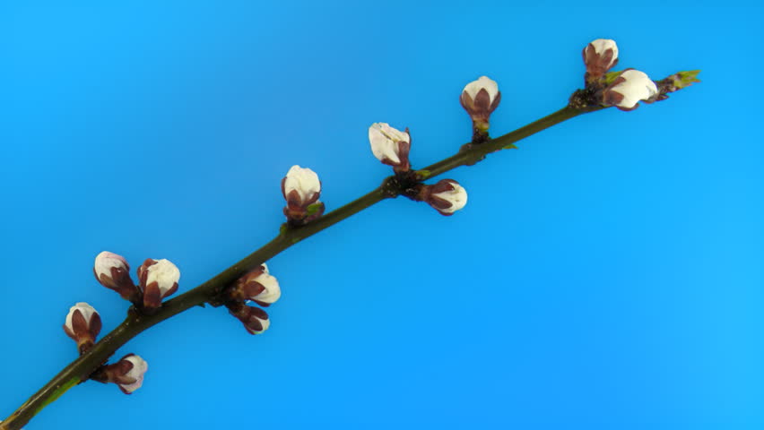 Timelapse blooming cherry branch