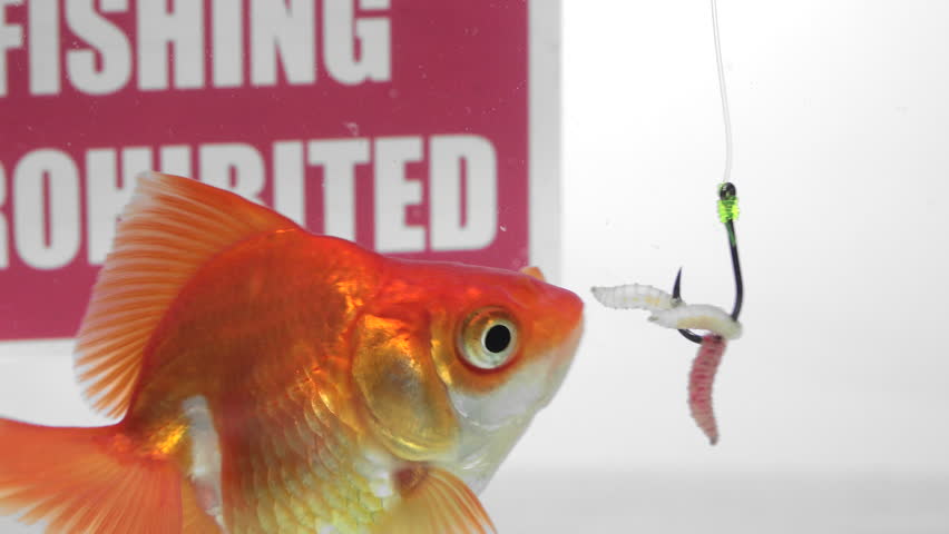 goldfish for bait near me