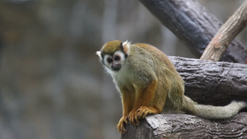 Squirrel monkey in a branch in Costa Rica