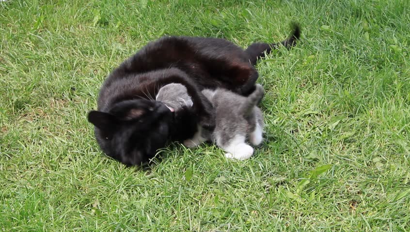 Black Mother cat playing with newborn baby