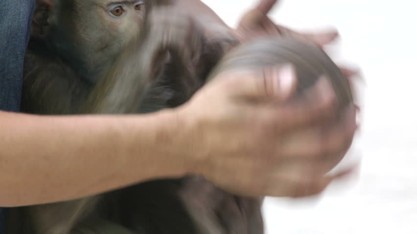  monkey in Thailand