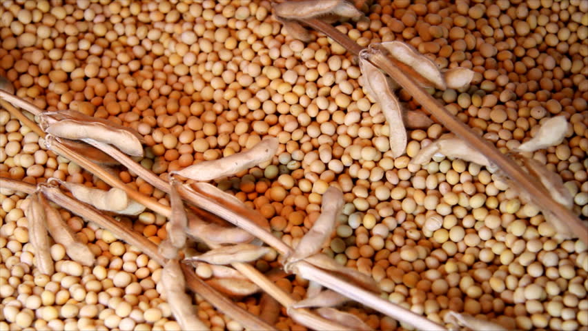 Soybean seeds