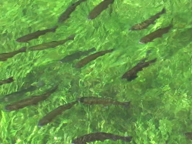 Trout swimming against the current in a stream with grass on the bottom