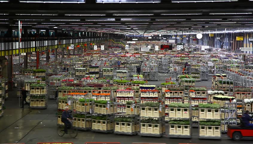 AALSMEER, THE NETHERLANDS - APRIL 27: Flowers being prepped for auction, FloraHolland, April 27, 2011, Aalsmeer, The Netherlands. Aalsmeer Flower Auction is the largest flower auction in the world; Around 20 million flowers are sold here daily.