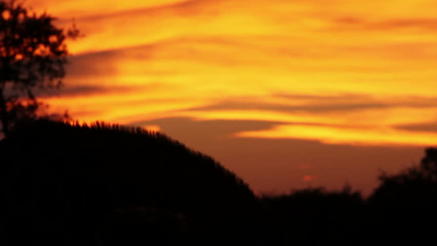 Giraffe looking at sunset
