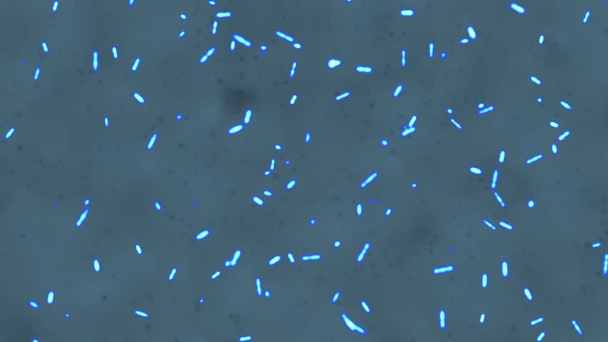 Bacteria